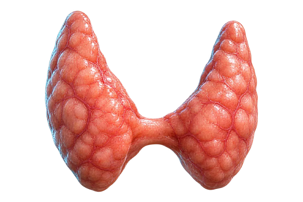 Anatomik tiroid modeli